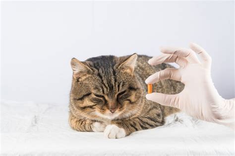 prazosin cat side effects|Prazosin for Cats